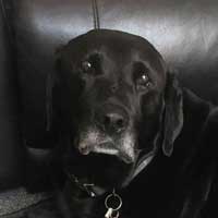 Cheryl's Black Labrador