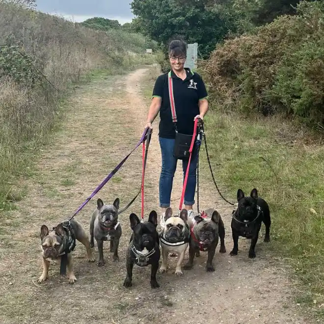 Sue Payne walking a group of six Frenchies